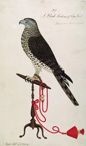 Épervier indien - English School